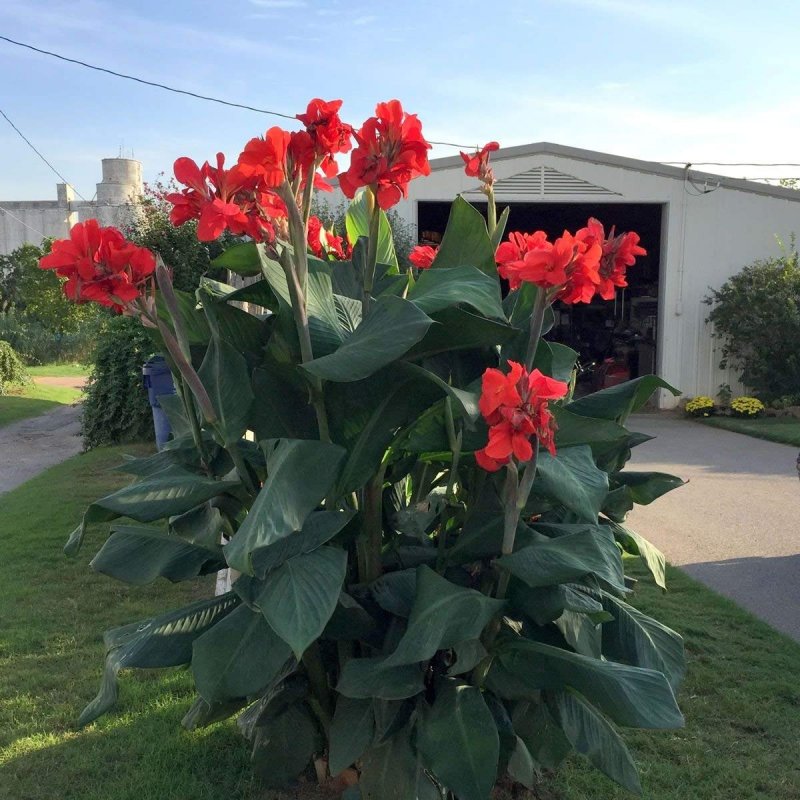 Канна Red Futurity