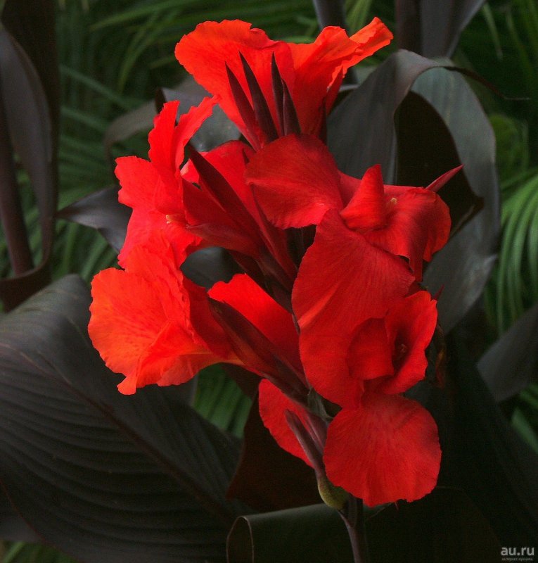 Canna Florance Vaughan