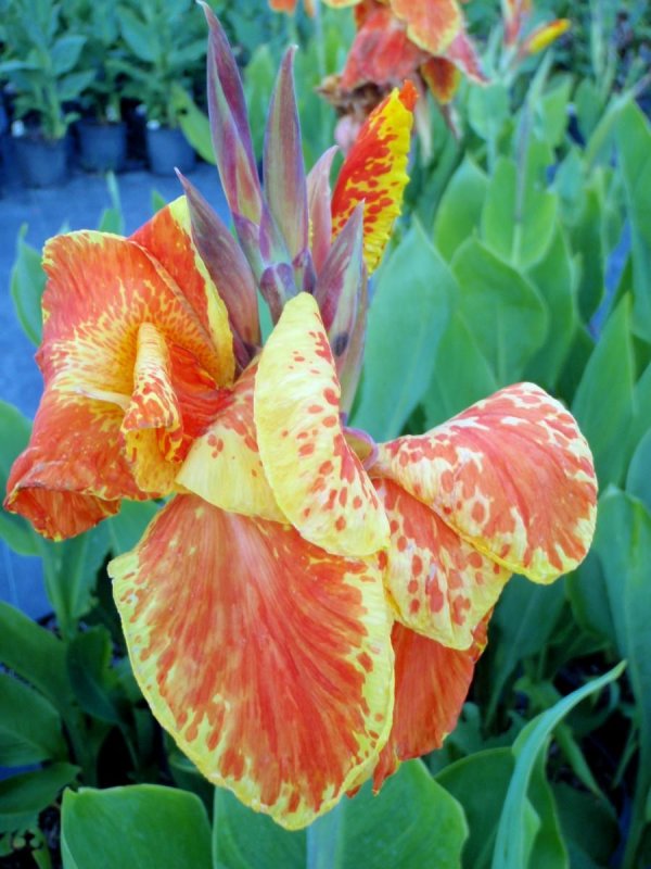 Canna Cannova Mango