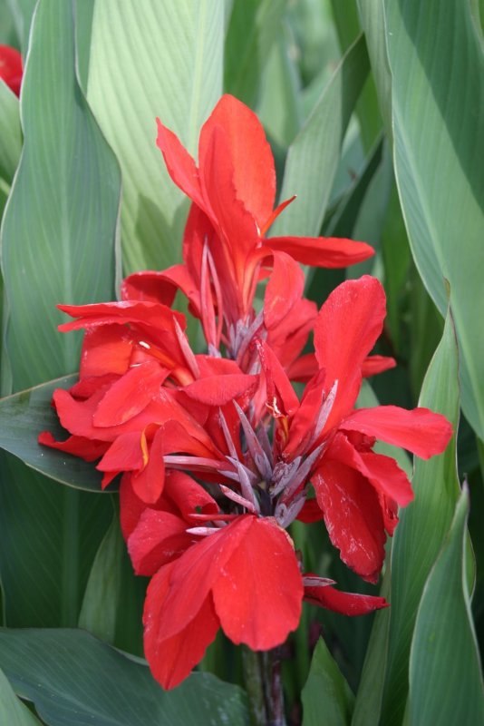 Канна Stuttgart variegated