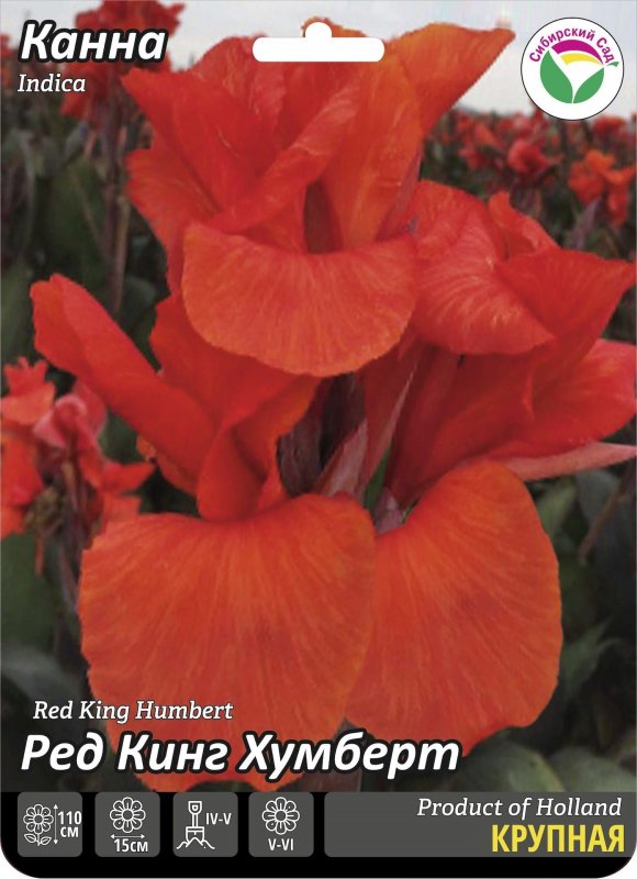 Канна Red King