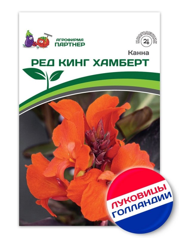 Канна ред Кинг Хамберт фото и описание