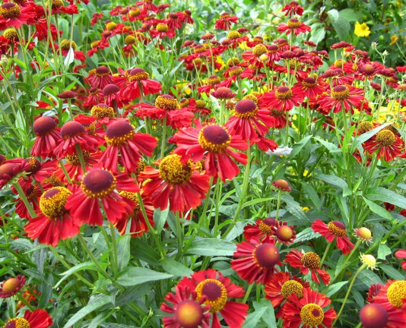 Гелениум Helenium Ruby Charm