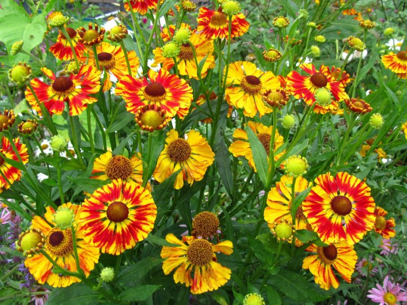 Гелениум гибридный (Helenium)