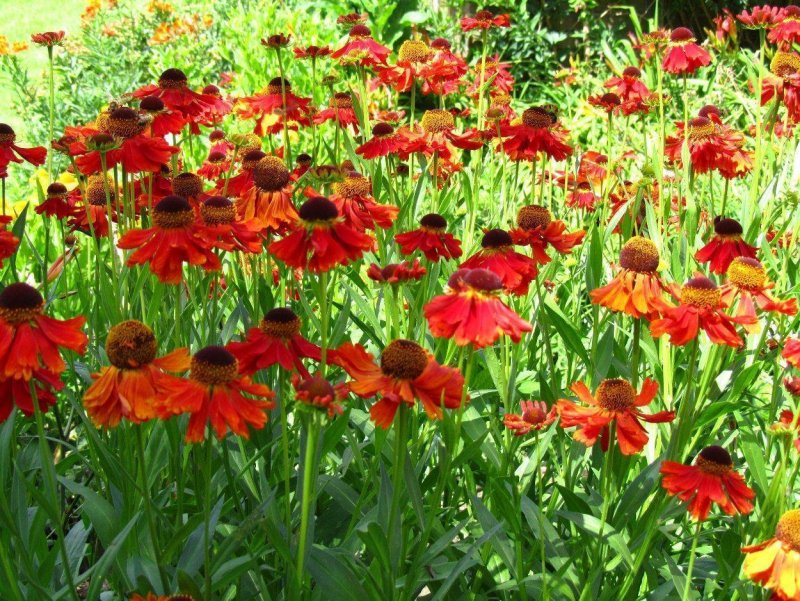 Гелениум осенний Moerheim Beauty