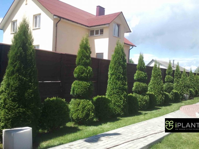 Живая изгородь туя Брабант ,пузыреплодник и Барбарис