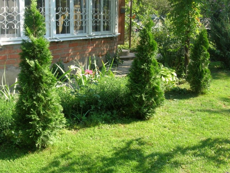 Туя Западная изумруд