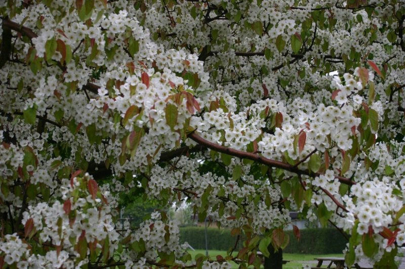 Pyrus calleryana 'Chanticleer'