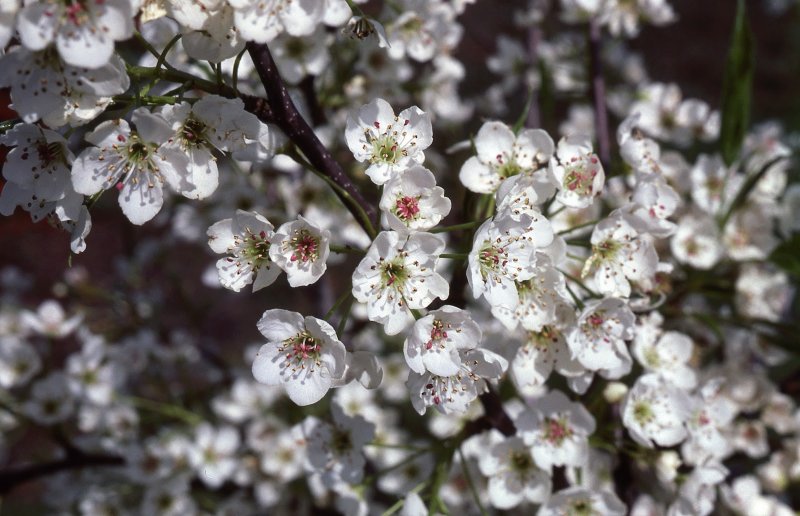 Pyrus ussuriensis