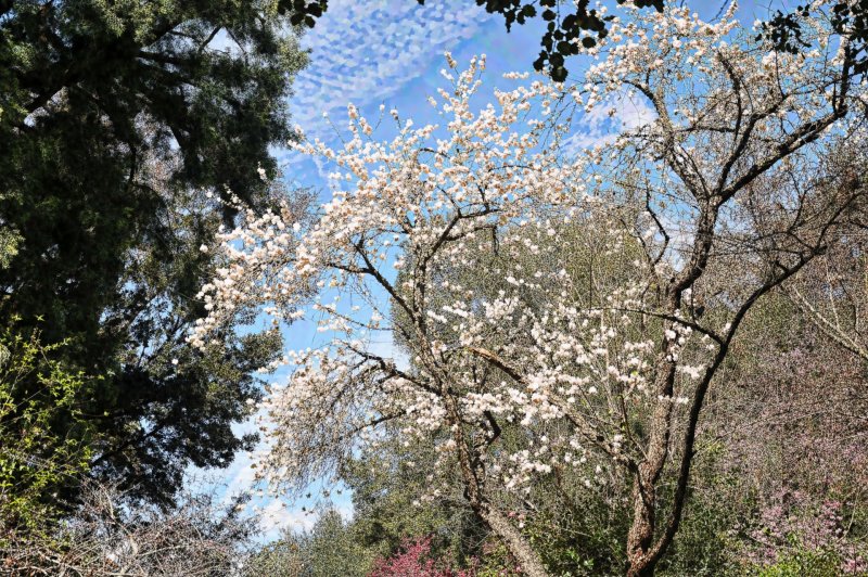 Pyrus ussuriensis дерево