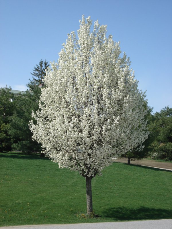 Яблоня Уссурийская