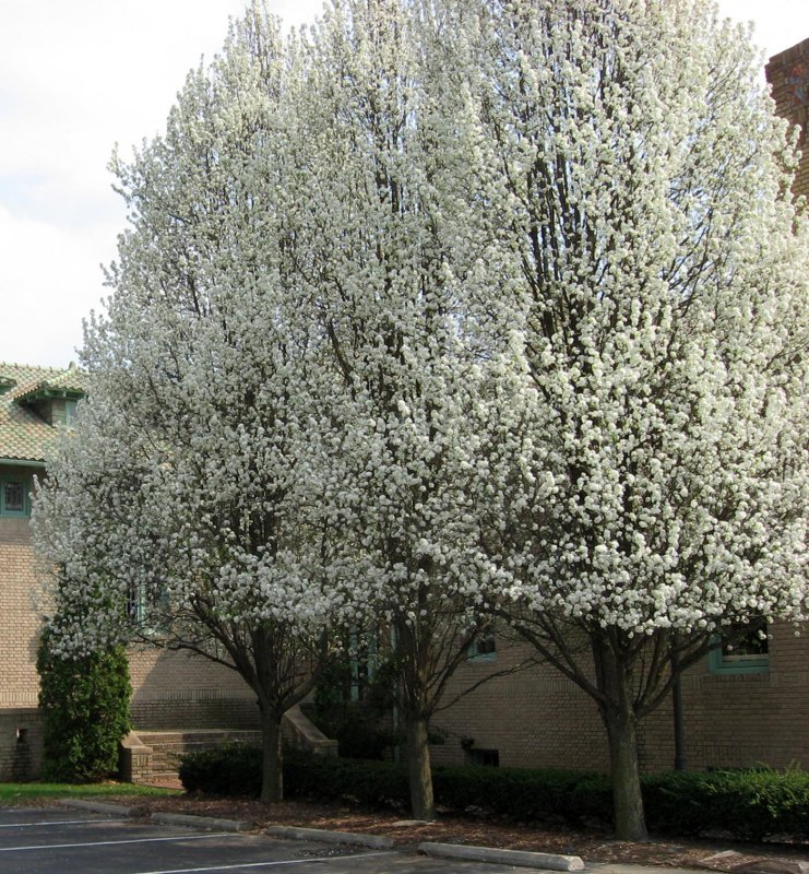 Pyrus ussuriensis