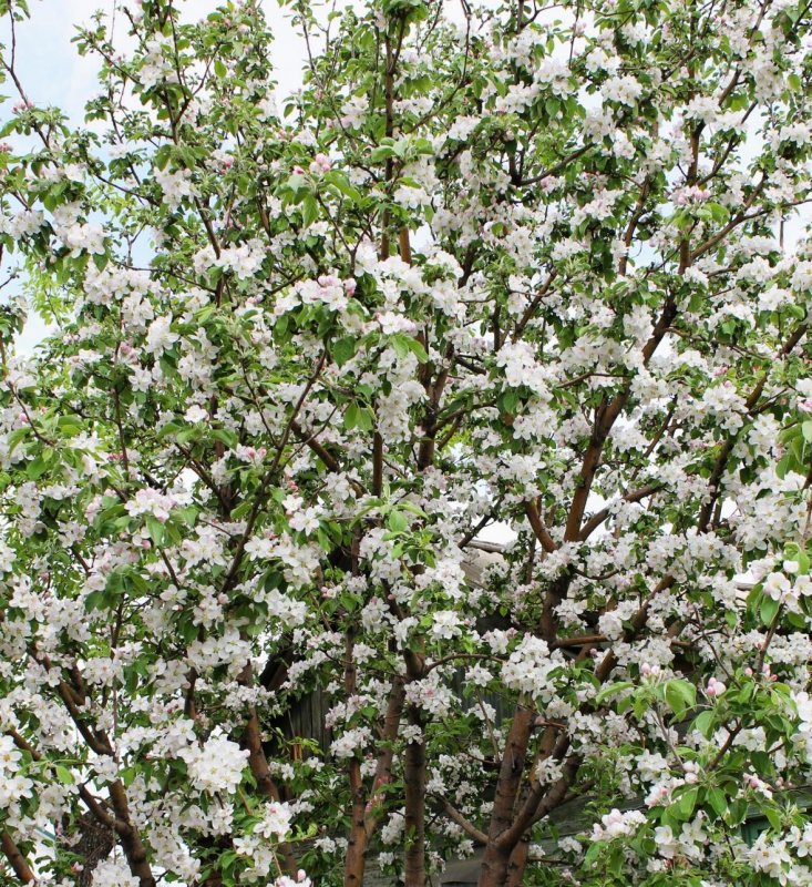 Груша Уссурийская, Pyrus ussuriensis