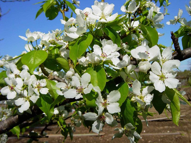 Груша обыкновенная (Pyrus communis)
