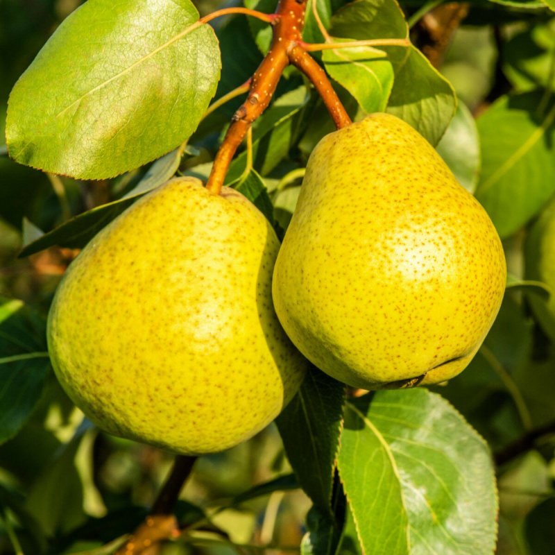 Груша Уссурийская, Pyrus ussuriensis