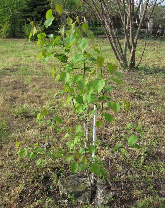 Pyrus calleryana 'Bradford' (груша каллериана)