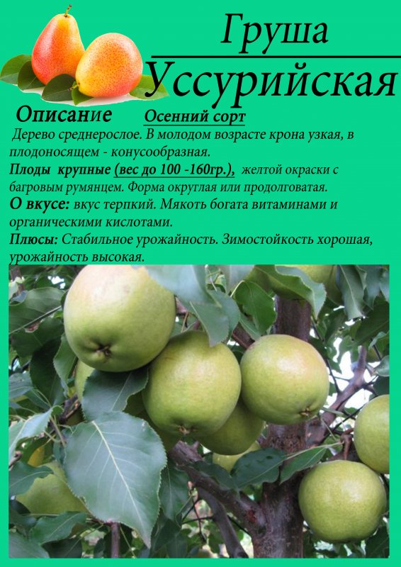 Груша Уссурийская побег