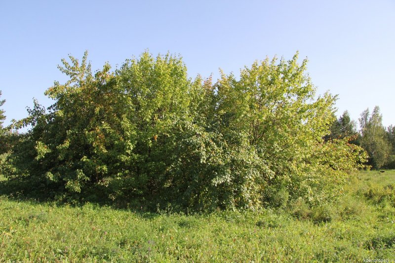 Лесная груша дичка