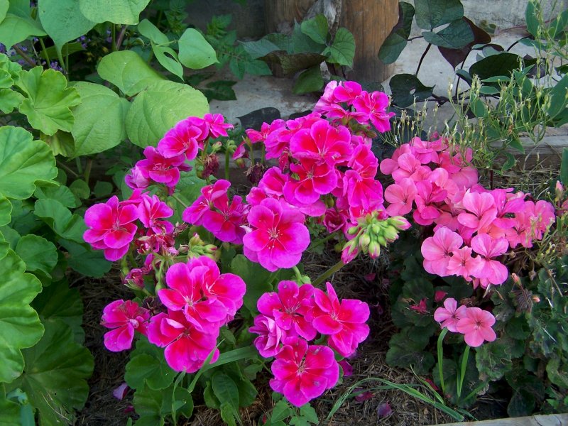 Пеларгония Королевская