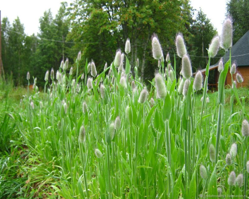 Lagurus ovatus зайцехвост