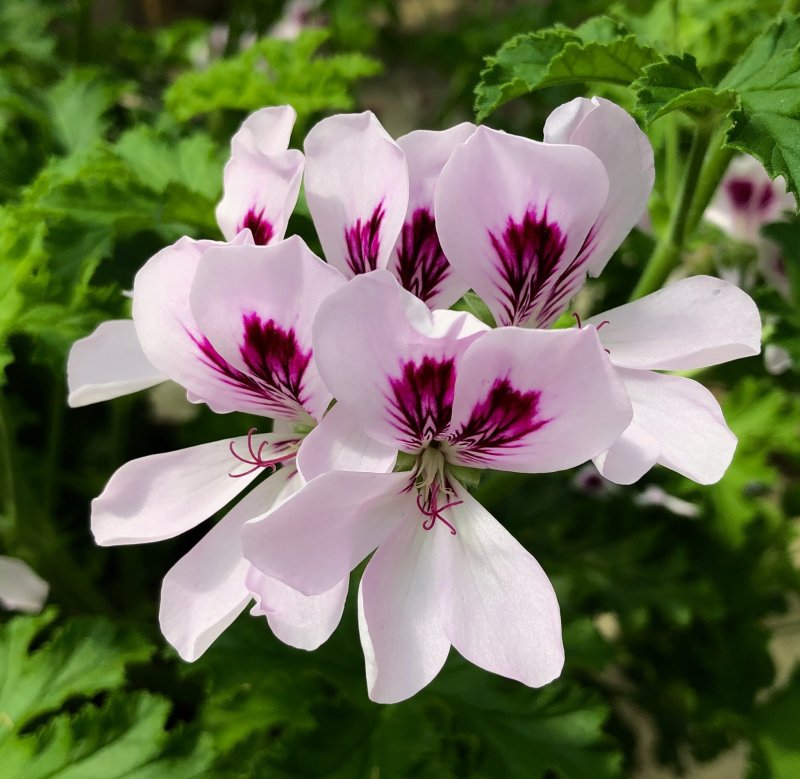 Пеларгония Pelargonium grandiflorum Burghi