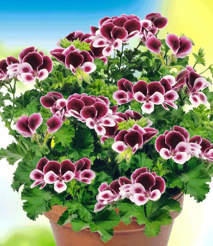 Пеларгония Bornholm pelargonia