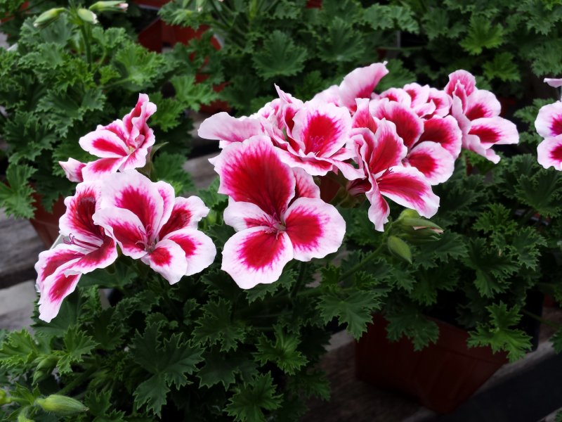 Пеларгония Королевская Regal Pelargonium