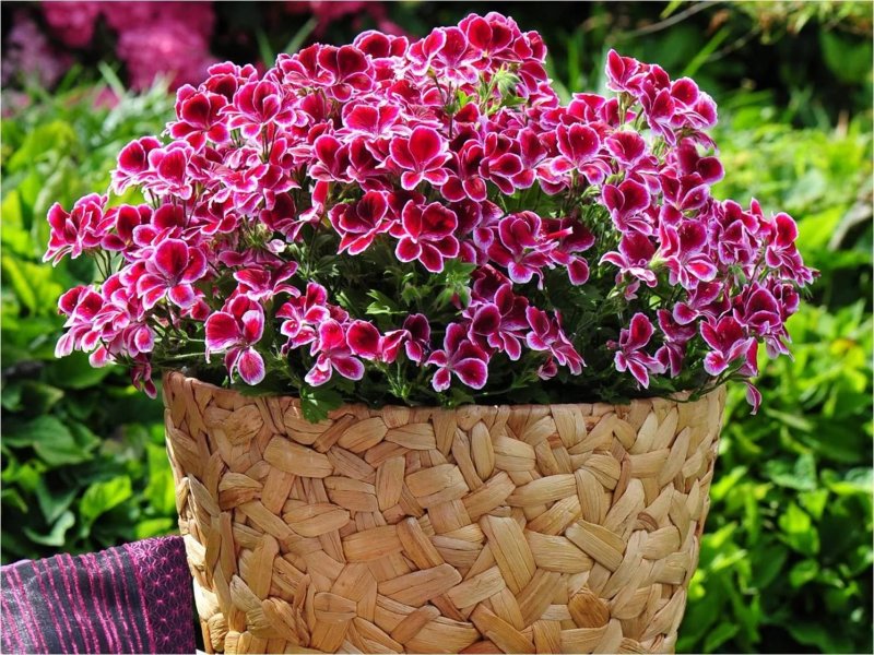 Ампельная Королевская