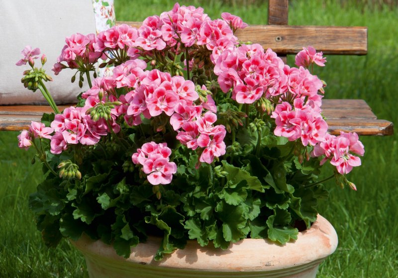 Ампельная Королевская герань