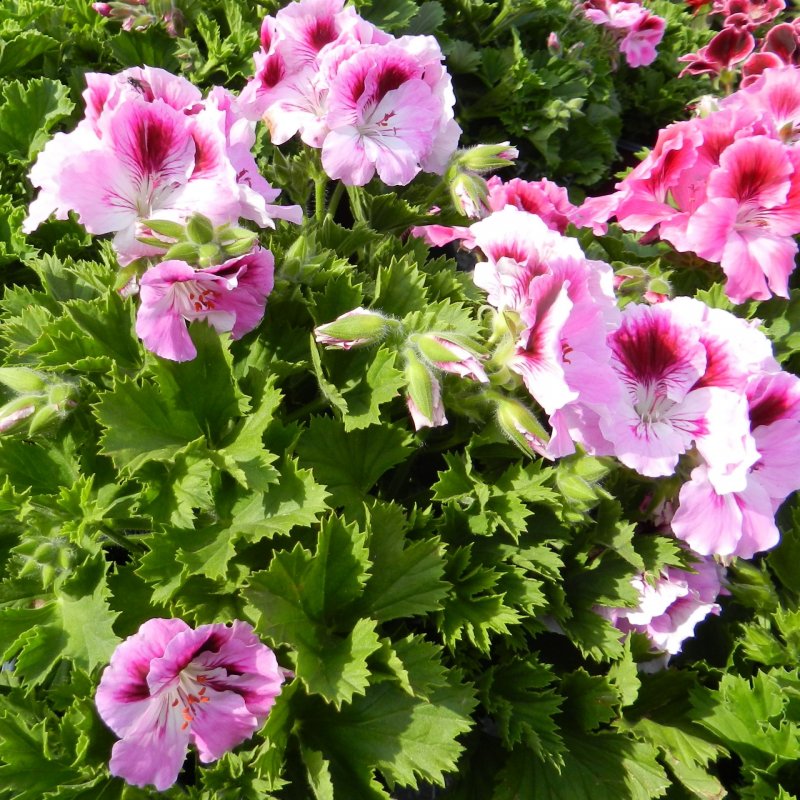 Герань Geranium versicolor