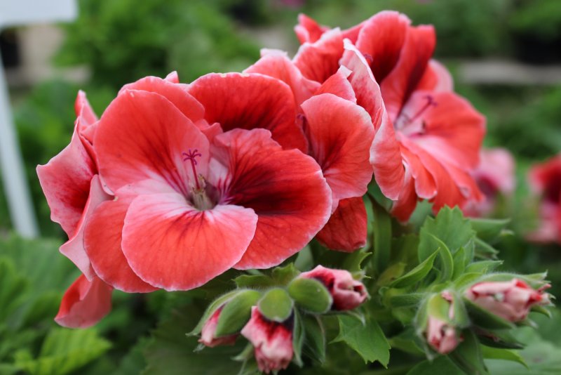 Пеларгония Scarlet Pimpernel
