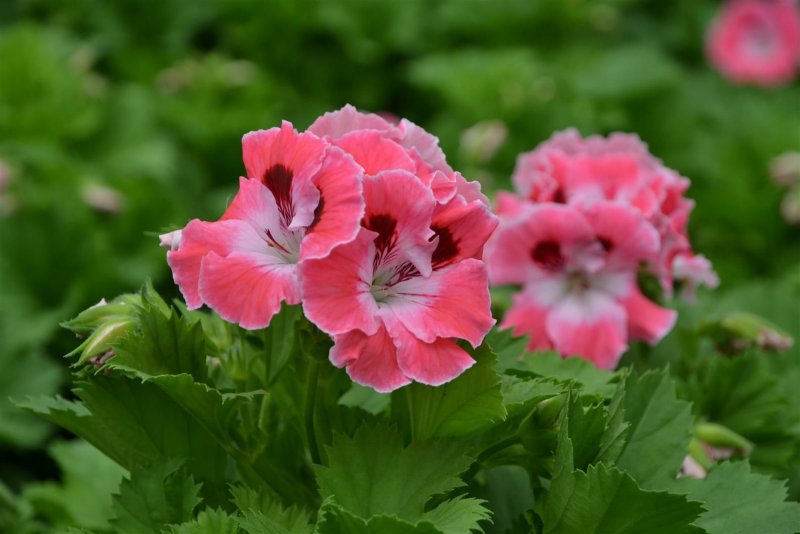 Пеларгония Королевская Regal Pelargonium