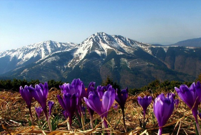 Крокусы Карпаты