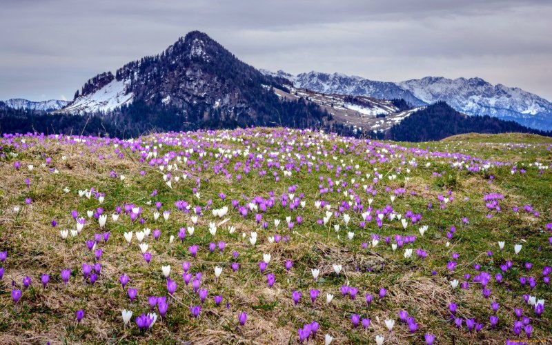 Альпийские Луга Кавказа . Эдельвейс