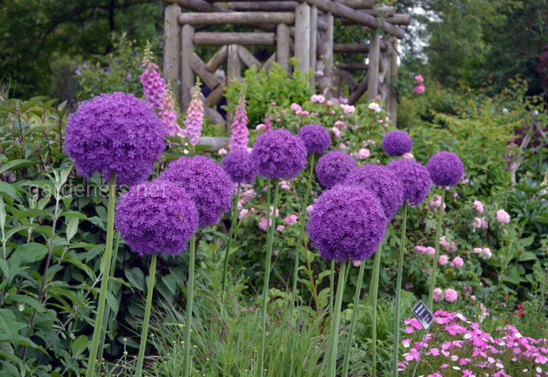 Allium Ambassador
