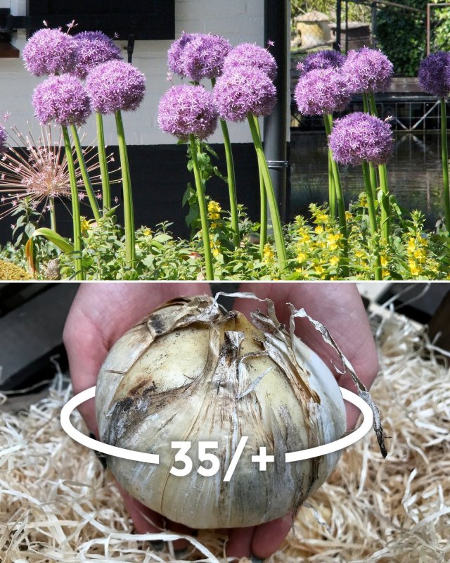 Аллиум Амбассадор Allium Ambassador