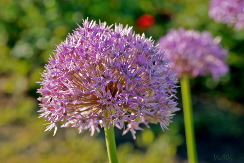 Аллиум Allium senescens Pink Planet