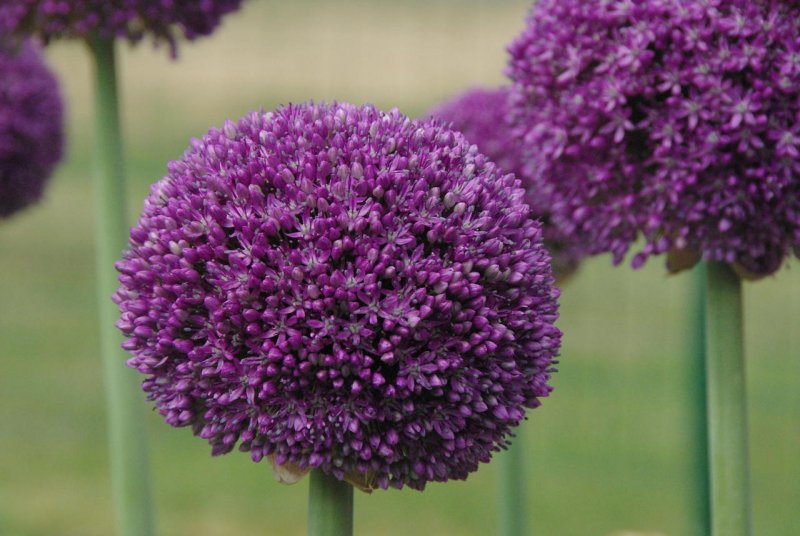 Лук (Allium Ambassador