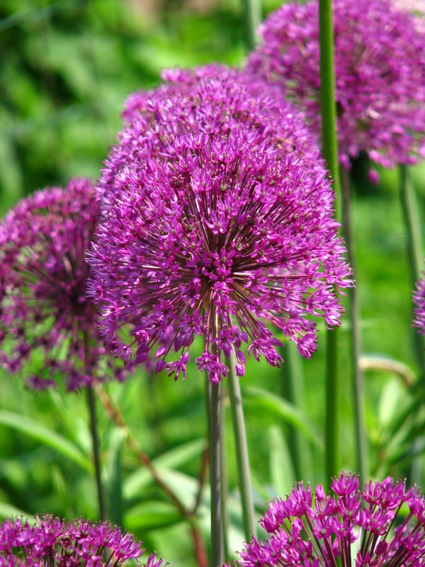 Лук афлатунский, Allium aflatunense