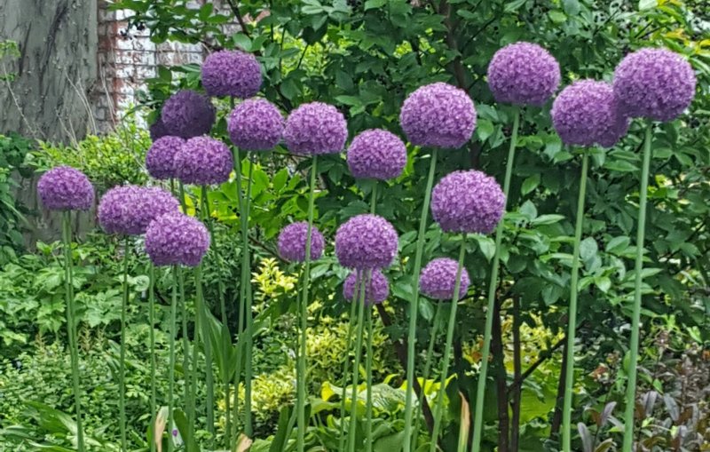 Лук (Allium Ambassador