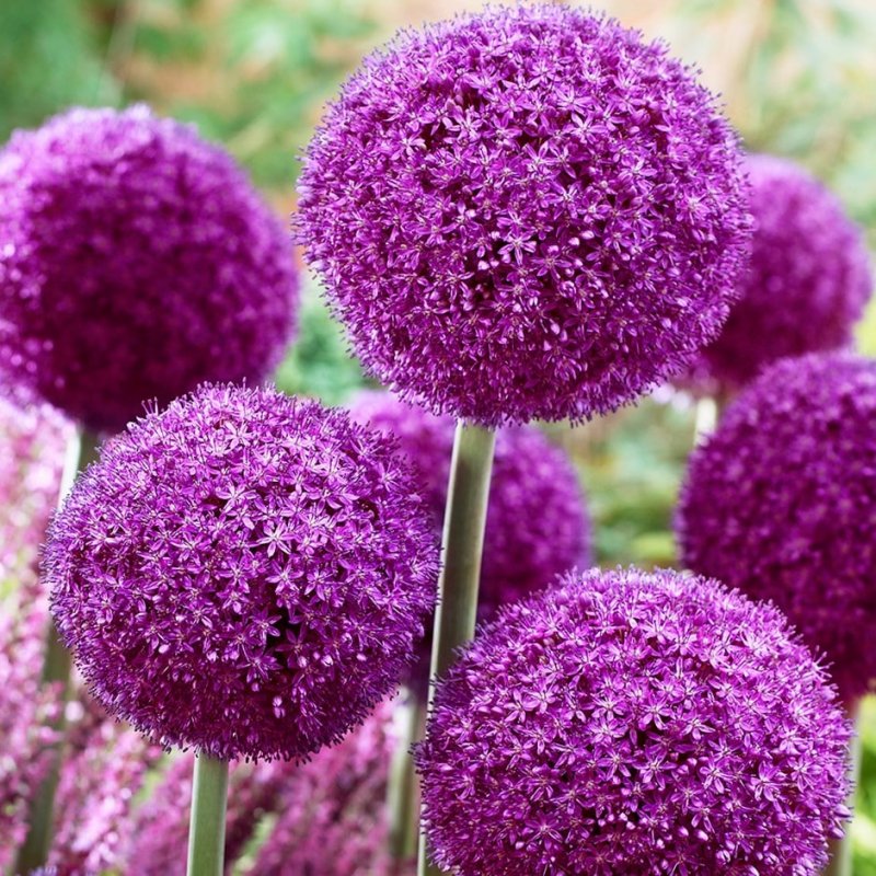 Allium decoratum