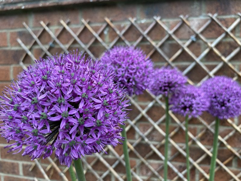 Allium Ambassador