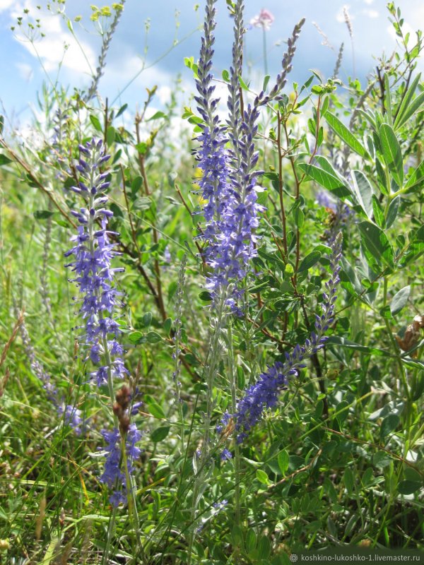 Вероника Седая (Veronica incana)