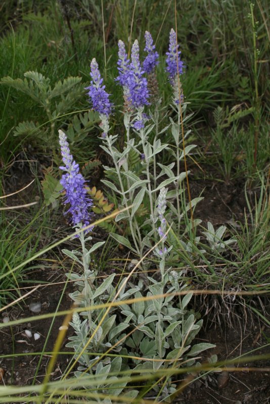 Veronica spicata incana