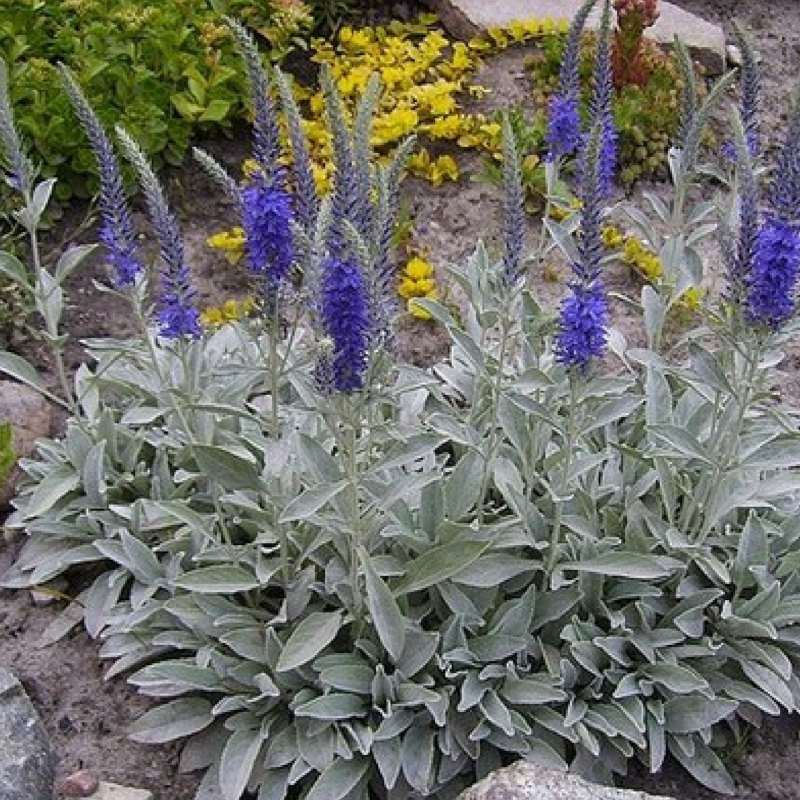 Вероника Седая (Veronica incana)
