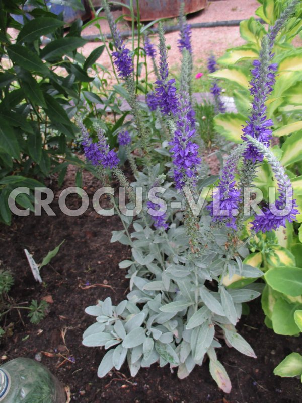 Veronica incana