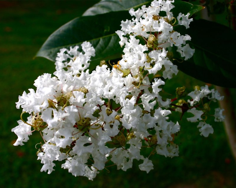 Лагерстремия Pure White