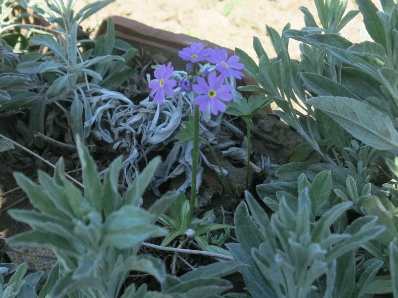 Вероника Veronica spicata