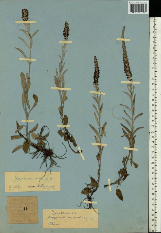 Вероника колосковая (Veronica spicata )