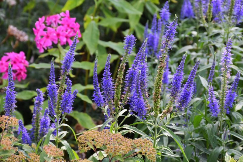Вероника длиннолистная "Schneeriesin" (Veronica longifolia)
